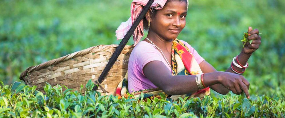 Tea Garden Assam